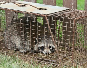 wildlife_removal_San_Antonio